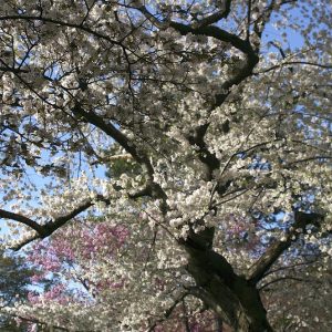 Vanessa Liberati - The Cherry Blossom